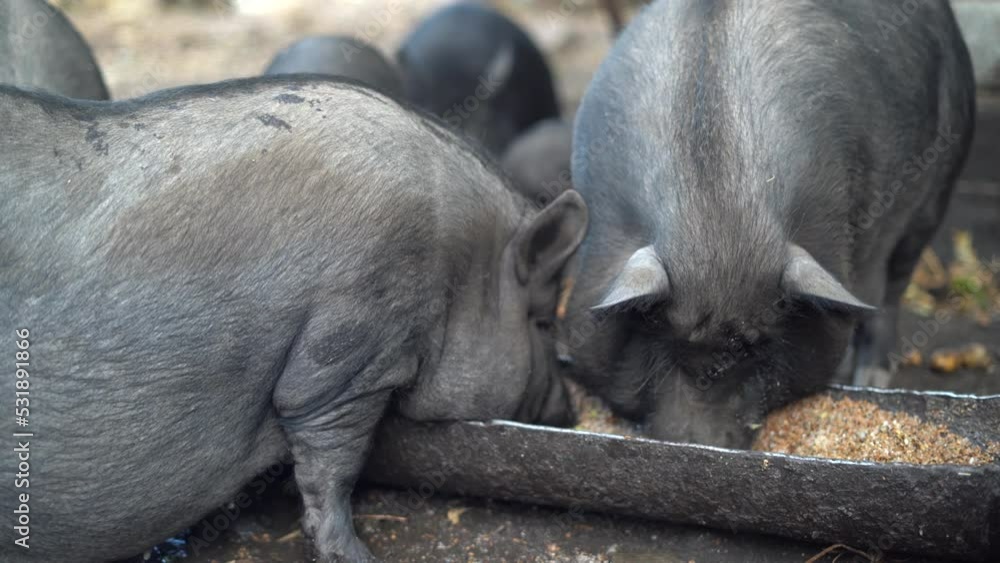 Growing and feeding pigs on a farm, pig farm, Agricultural farming. barnyard. Butchery. Growing and feeding pigs on a farm, pig farm, Agricultural farming. barnyard. Butchery.