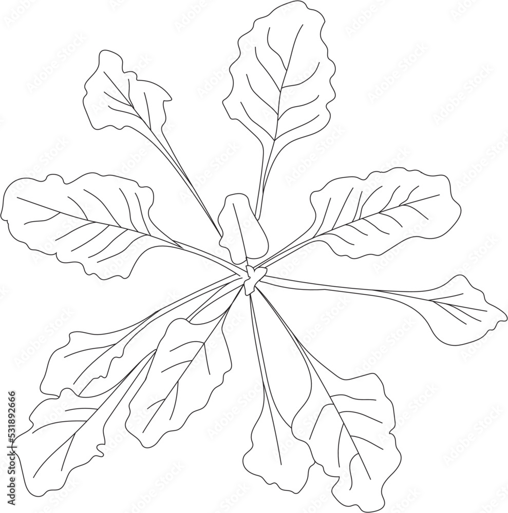 Top view vegetable sketch. Vector garden.