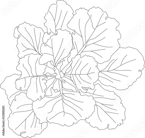 Top view salade vector drawing.
