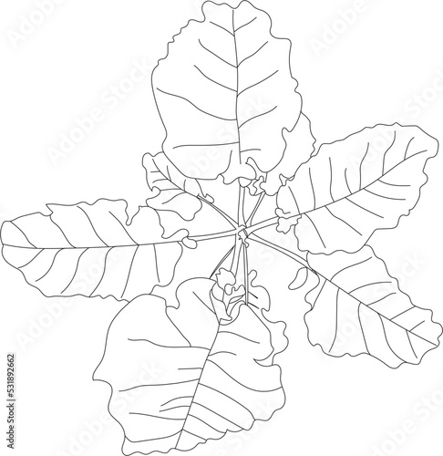 Top view vector vegetable. 