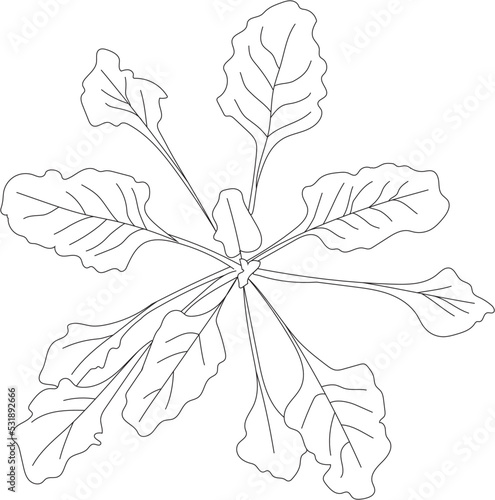 Top view vegetable sketch. Vector garden.