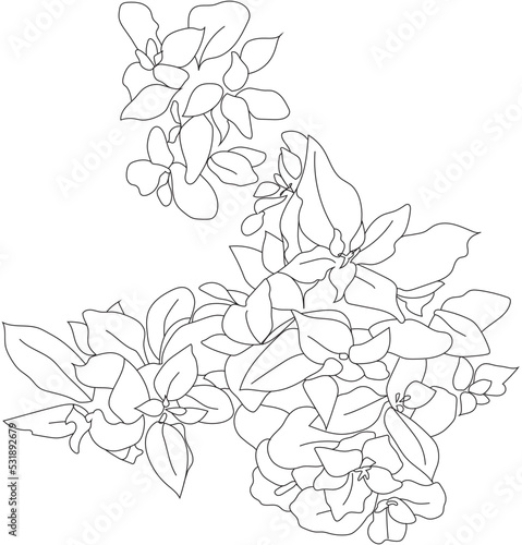 Top View Vector vegetable. Tomato garden.