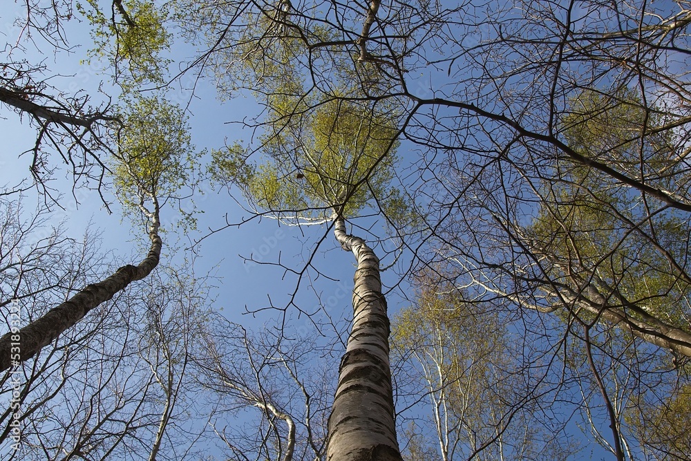 Fototapeta premium trees in the sky