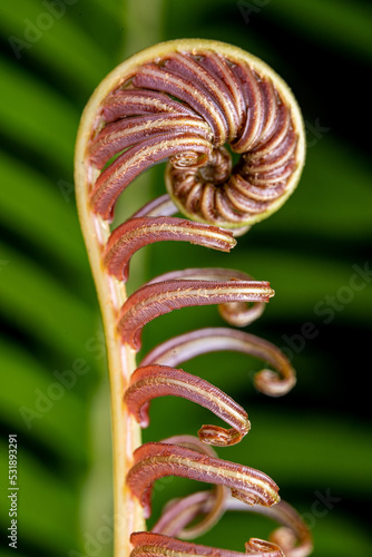 Young new fern-coiled fiddleheads uncoil and expand into fronds that resemble a violin. Close-up macro photo with shallow depth of field