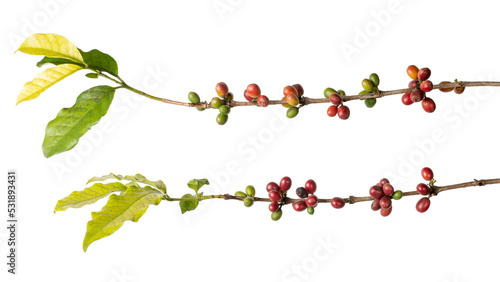 close-up of coffee plant with beans, coffea arabica, ripe and unripe beans or cherries in tree branch isolated on white background