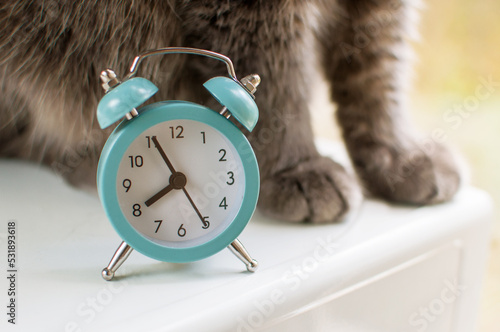 a small alarm clock in blue color on a blurry background of gray cat paws