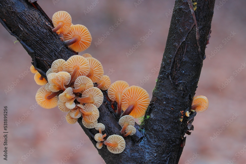 dziki grzyb w lesie mchu na drzewie - obrazy, fototapety, plakaty 