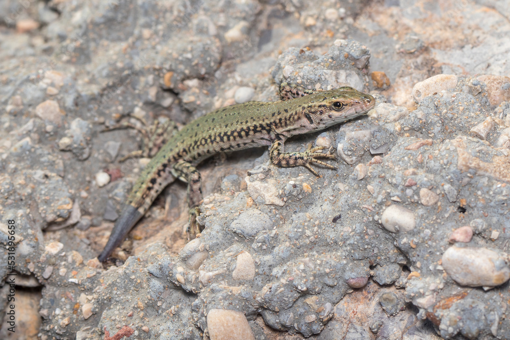 Wall lizard, Podarcis liolepis, with a newly grown tail heating up on a rock on a sunny day Wall lizard, Podarcis liolepis, with a newly grown tail heating up on a rock on a sunny day
