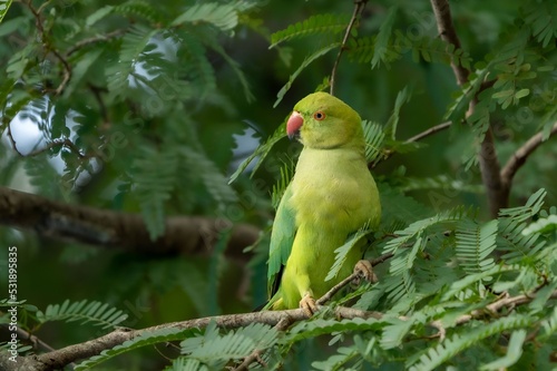 rose-ringed parakeet (Psittacula krameri)