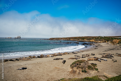 Black grey and brown Elephant Seals at Vista Point beach with seaweed in San Simeon California. Travelling on highway 101 wildlife preservation