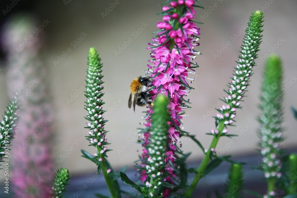 Naklejka premium Hummel an Heideblüte