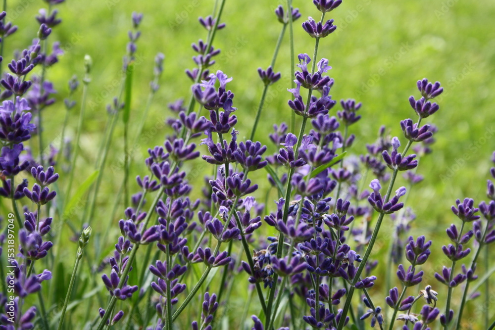 Fototapeta premium Lavendel