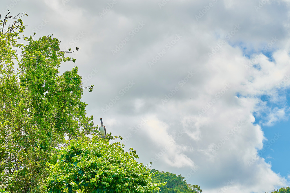 Samaná República Dominicana Aitises