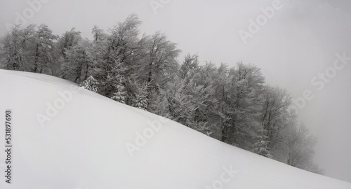 Trees covered with snow on the edge of the forest. Winter mountain landscape with trees after a snowfall. Panorama from multiple shots.