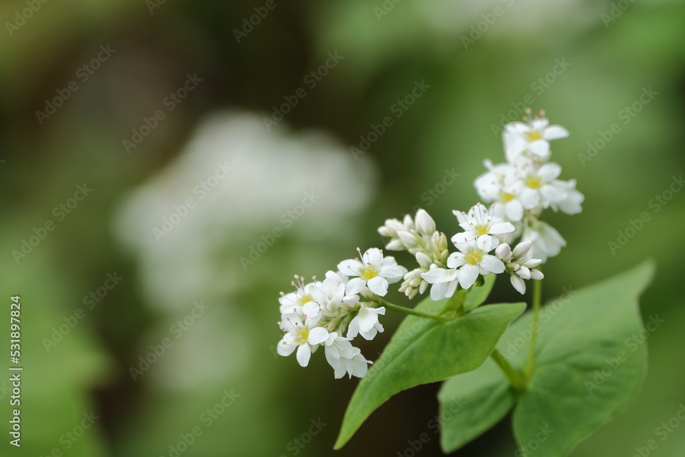 ソバの花 ソバの花
