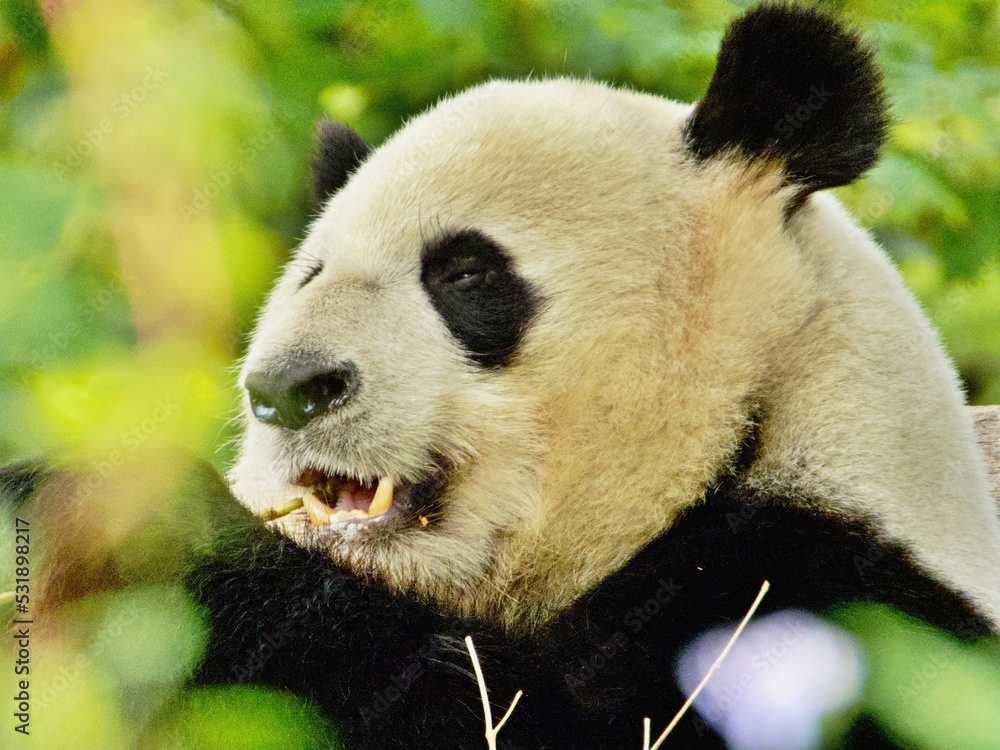 Fototapeta premium Nahaufnahme Pandabär