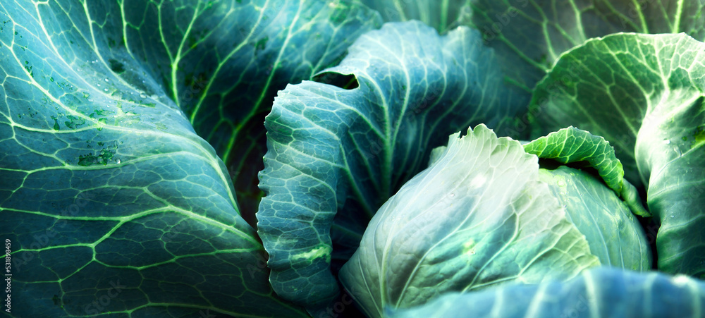 Fototapeta premium Fresh, white cabbage growing in a vegetable garden on a farm. Organic farming.