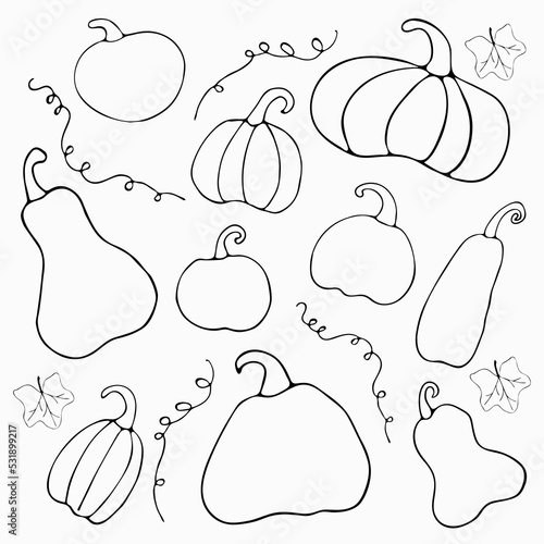 Set of doodle pumpkins isolated on white background.  Outlined pumpkins, pumpkin leaves. Perfect for greeting card, print.