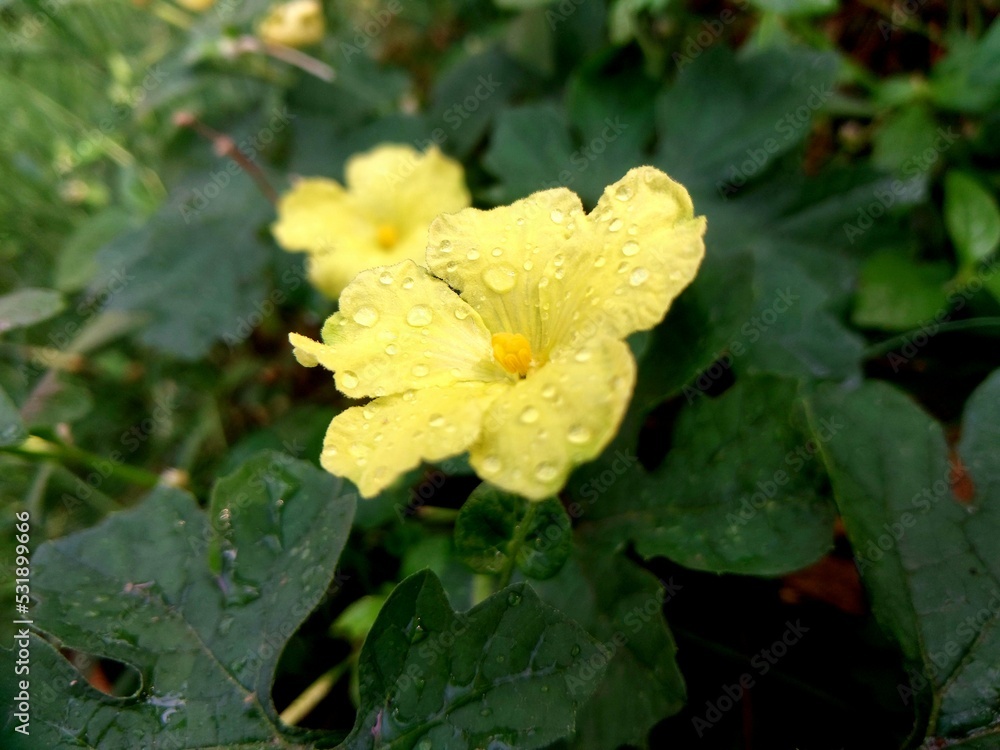 yellow flower in the garden yellow flower in the garden