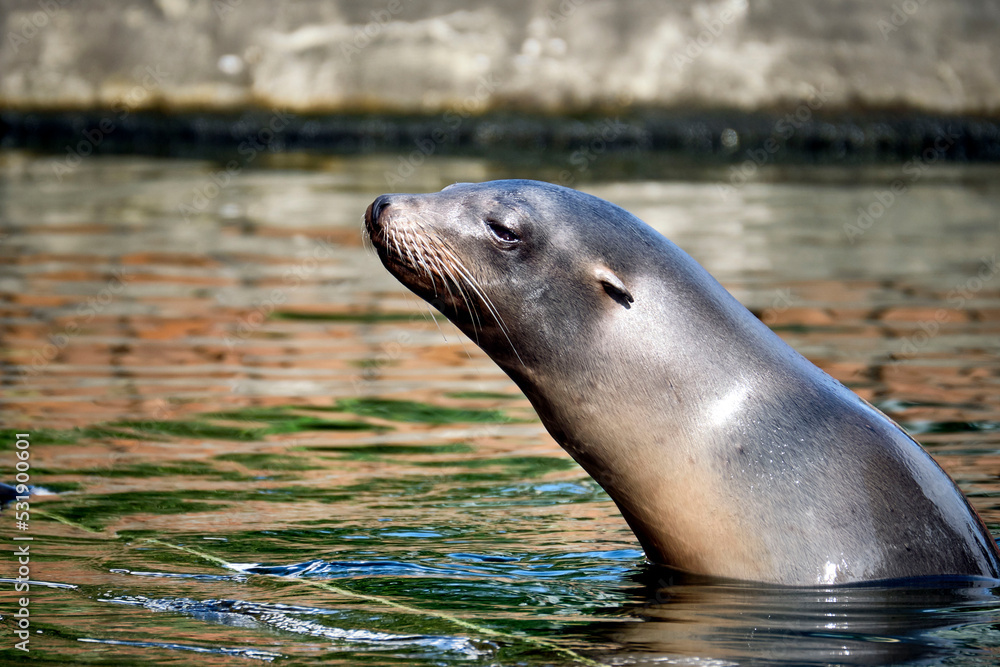 Naklejka premium Kalifornischer Seelöwe ( Zalophus californianus ).