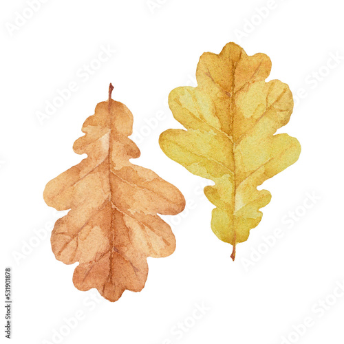 Two fallen autumn oak leaves. Hand-drawn art for greeting cards, invitations and interior decoration. Watercolor illustration on white background.