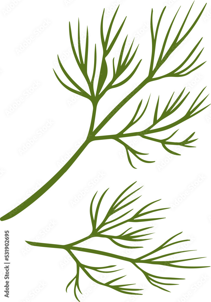 Fototapeta premium Dill Herb Spice. Vector illustration