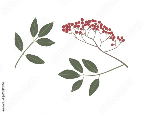 Vector color hand drawn flat illustration of Rowan branch with leaves and berries. Isolated on white background.