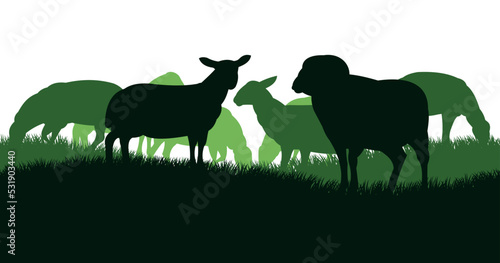 Sheep graze in pasture. Picture silhouette. Farm pets. Domestic animals wool. Isolated on white background. Vector