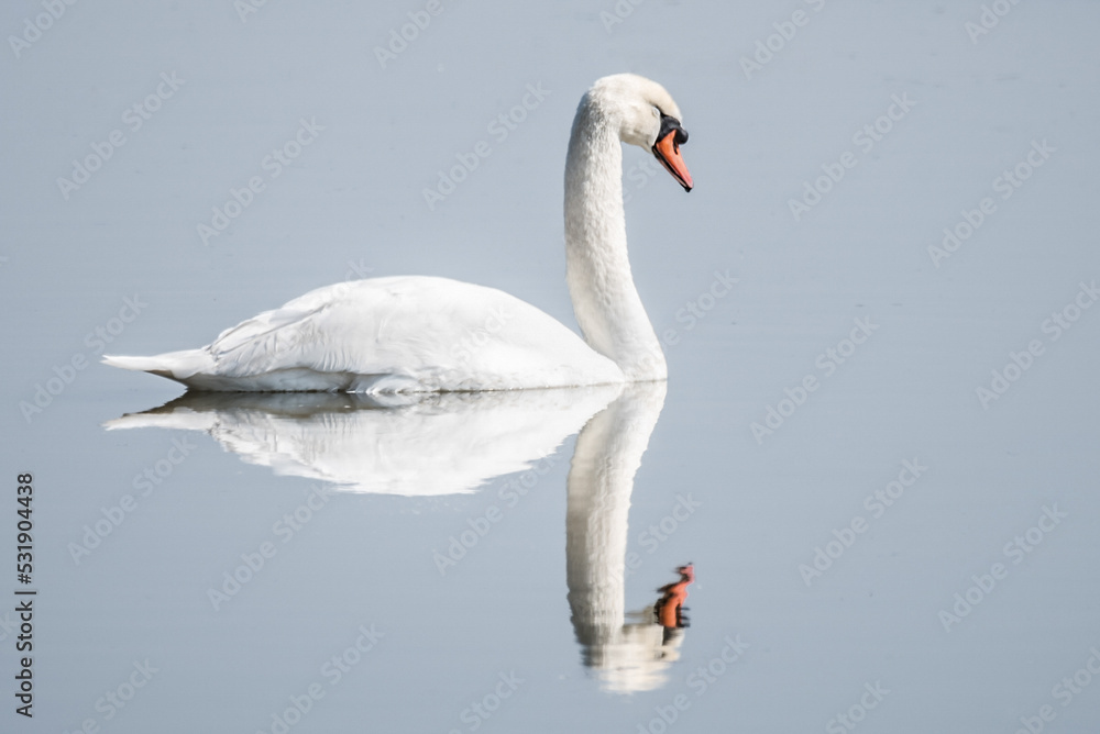Fototapeta premium Il suffira d' un cygne 