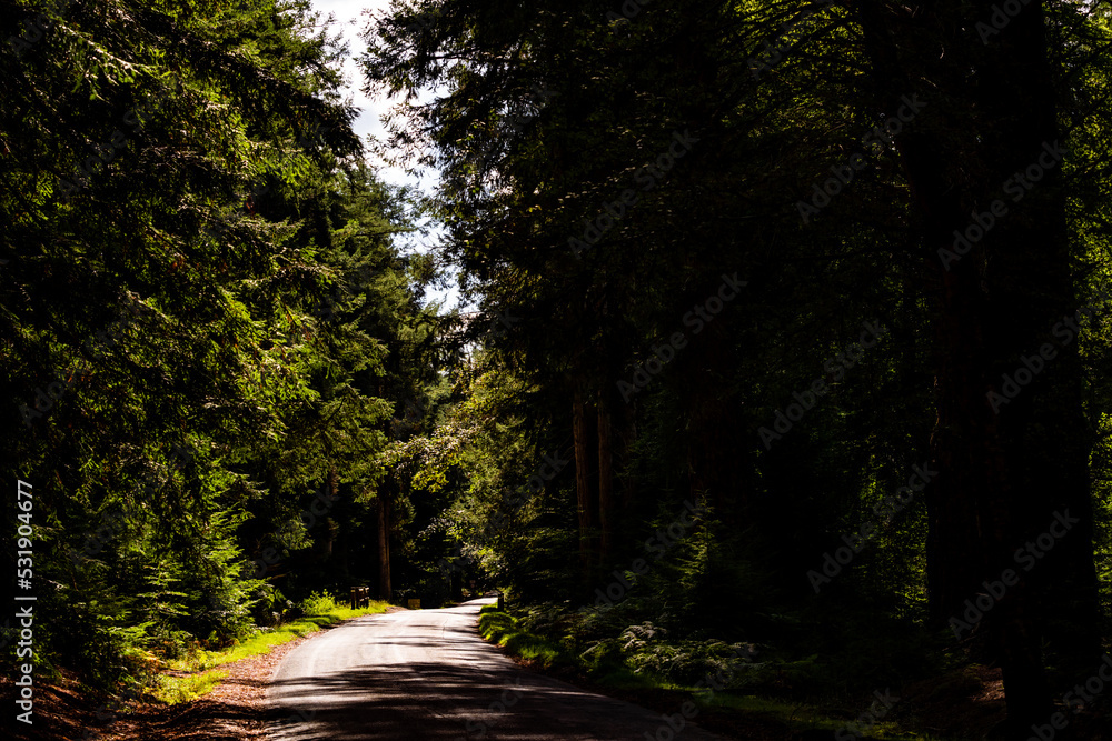 Obraz premium A Road in New Forest - South England