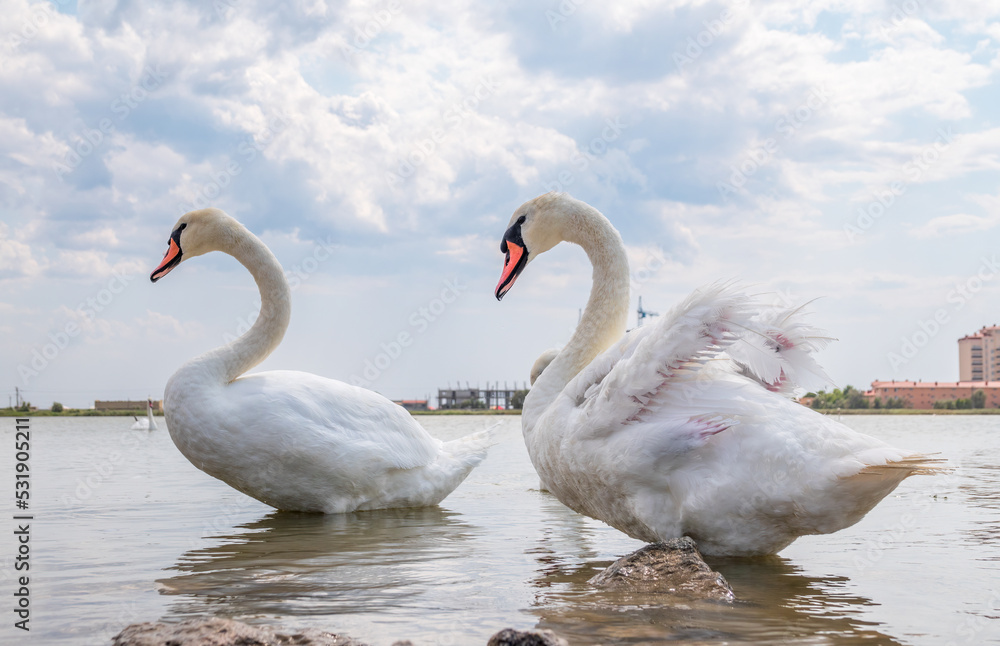 Fototapeta premium Two Graceful white Swans swimming in the lake, swans in the wild