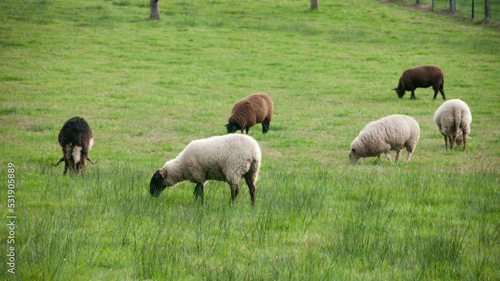 Rebaño de ovejas en ladera verde