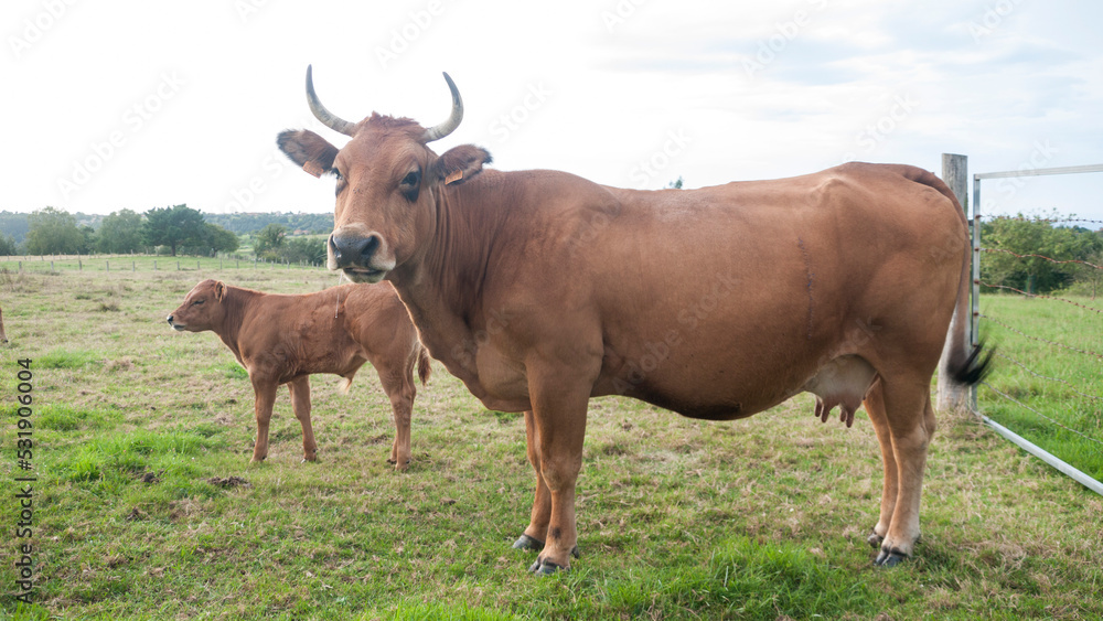 Vacas marrones en pradera verde