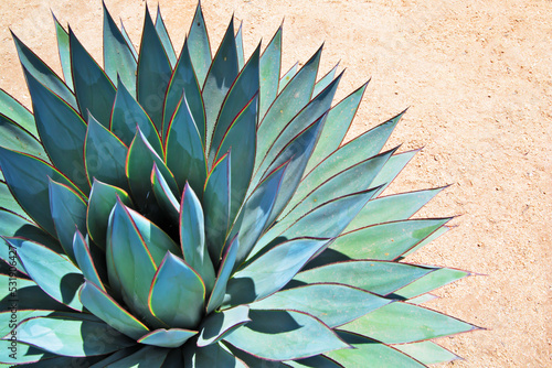 Photographie Portrait of agave on arid soil
