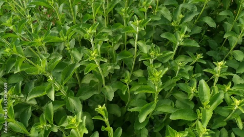 Sweet plant. Stevia rebaudiana. 