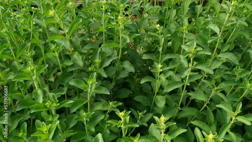 Sweet plant. Stevia rebaudiana.  photo