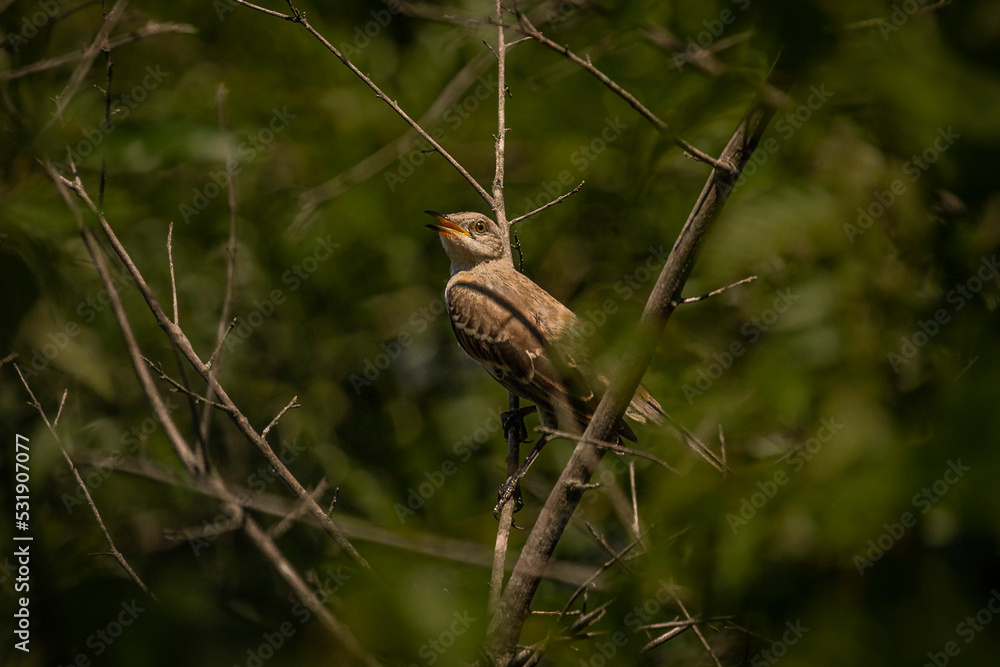 Fototapeta premium Mockingbird fledgling waits for lunch
