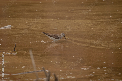 Lesser Yellowlegs Sandpiper looking for food in the mash