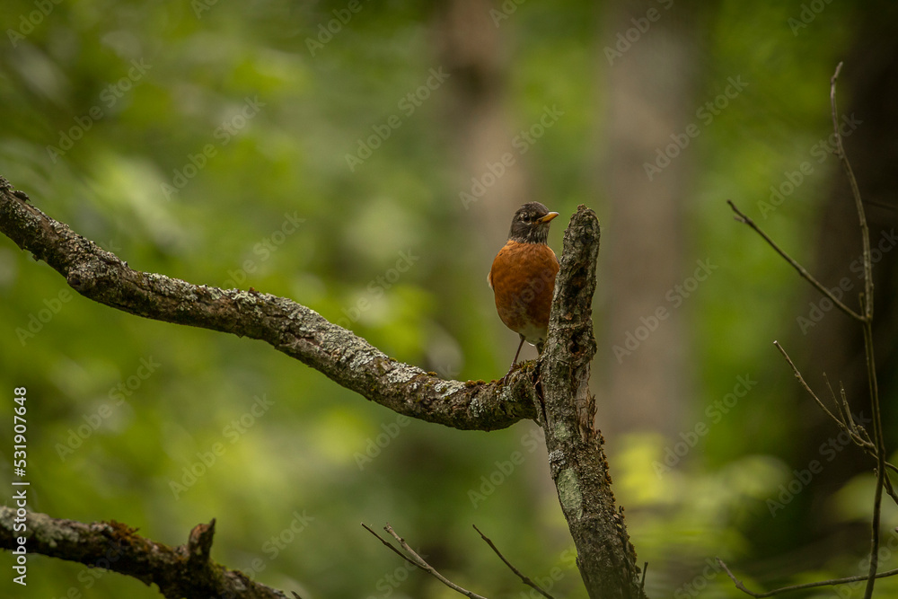 American Robin perched on a tree branch