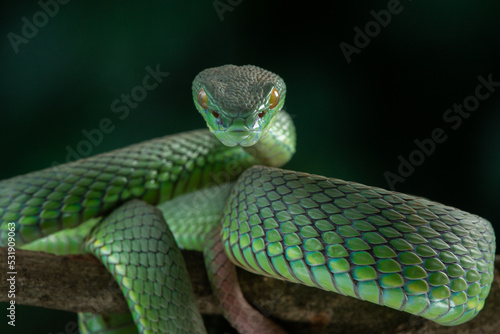 Close up shot of green white lipped pit viper Trimeresurus albolabris attacking position on a branch 