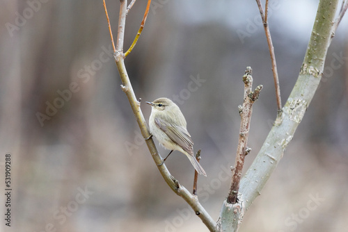 Common chiffchaff sitting on a tree branch in spring