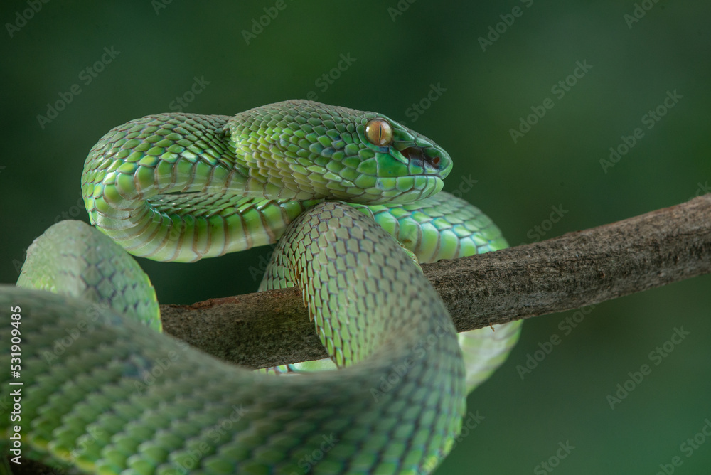 Close up shot of green white lipped pit viper Trimeresurus albolabris attacking position on a branch Close up shot of green white lipped pit viper Trimeresurus albolabris attacking position on a branch
