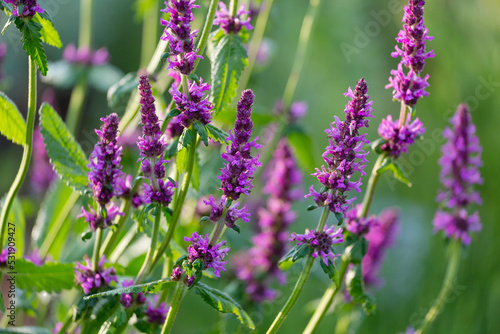 Blooming Betonica officinalis in a summer meadow. Close-up