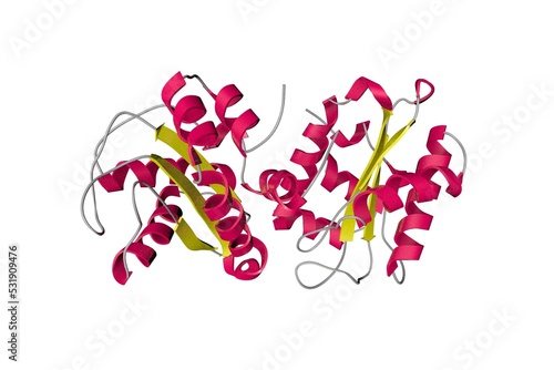 Nitrogen regulatory bacterial protein IIa-nitrogen. Ribbons diagram in secondary structure coloring based on protein data bank entry 1a6j. 3d illustration