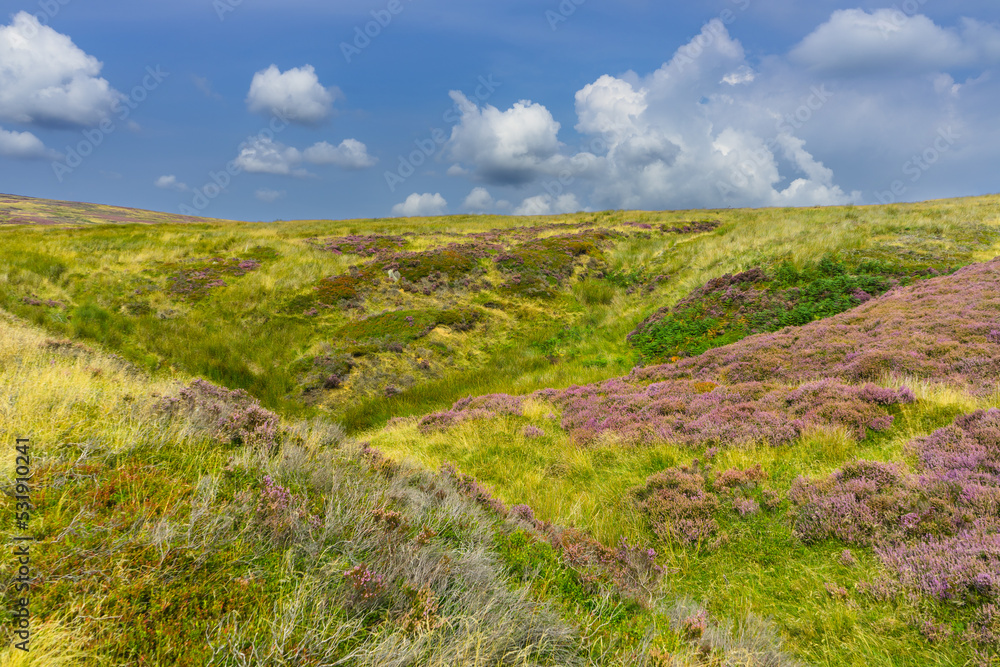 In late summer on the North Yorkshire Moors the heather flowers creating patches of purple. This is a typical landscape at the head of Rosedale In late summer on the North Yorkshire Moors the heather flowers creating patches of purple. This is a typical landscape at the head of Rosedale