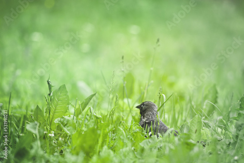 Bird sitting in the green grass © kulkann