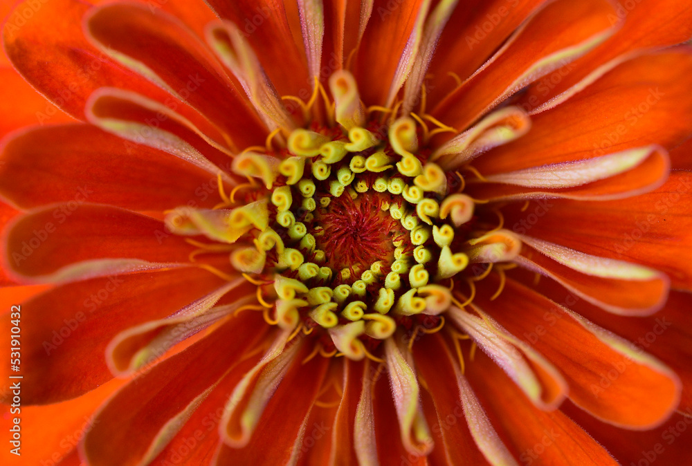 Heart of a bright flower close-up Heart of a bright flower close-up