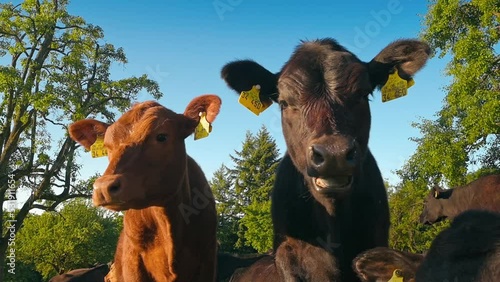 Two calves on a pasture with the blue sky in the background. Lovely animals who deserve to be cared for 
 photo