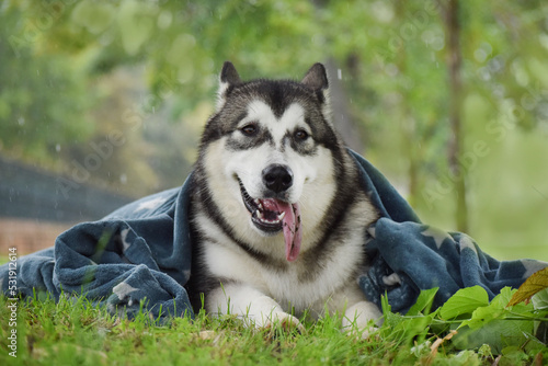 Alaskan Malamute dog covered with a blanket lies in the park