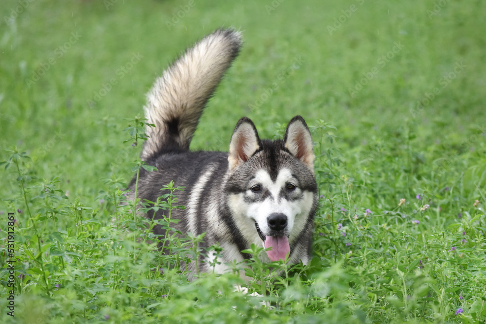 Alaskan Malamute dog in green grass